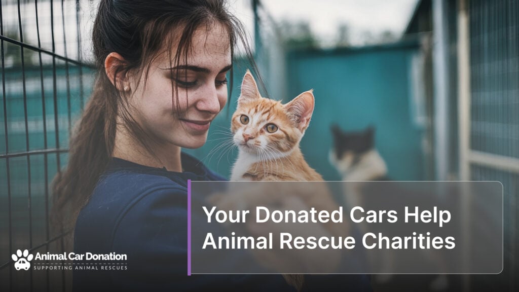 Your Donated Cars Help Animal Rescue Charities