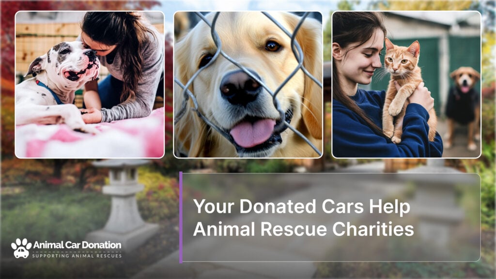 Your Donated Cars Help Animal Rescue Charities