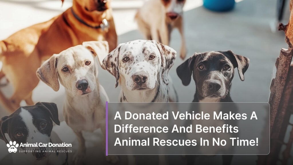 A Donated Vehicle Makes A Difference And Benefits Animal Rescues In No Time!