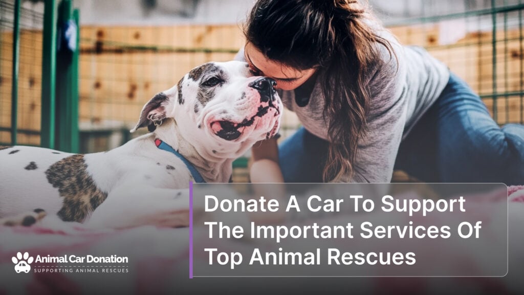 Donate A Car To Support The Important Services Of Top Animal Rescues