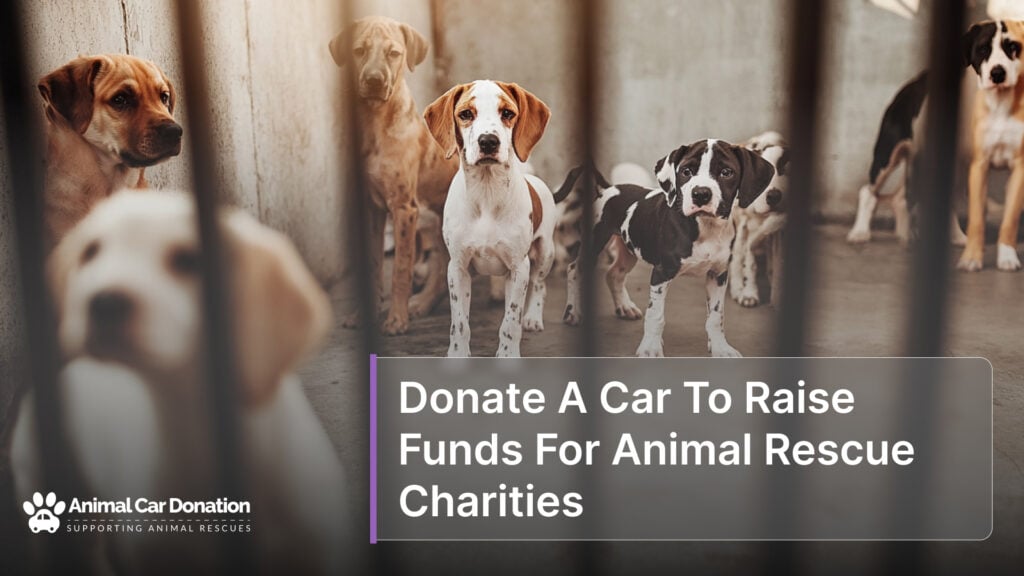 Donate A Car To Raise Funds For Animal Rescue Charities