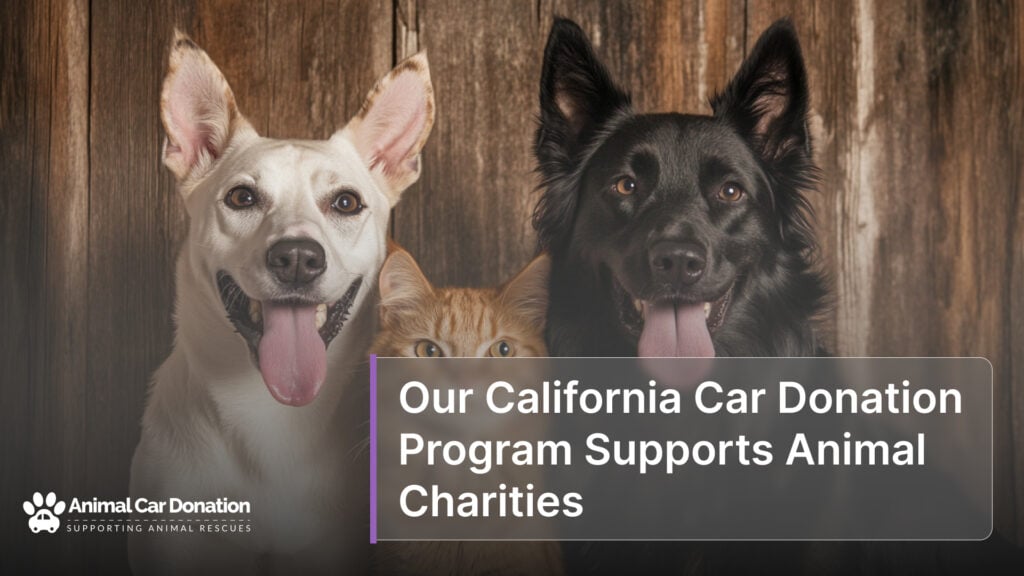 Our California Car Donation Program Supports Animal Charities