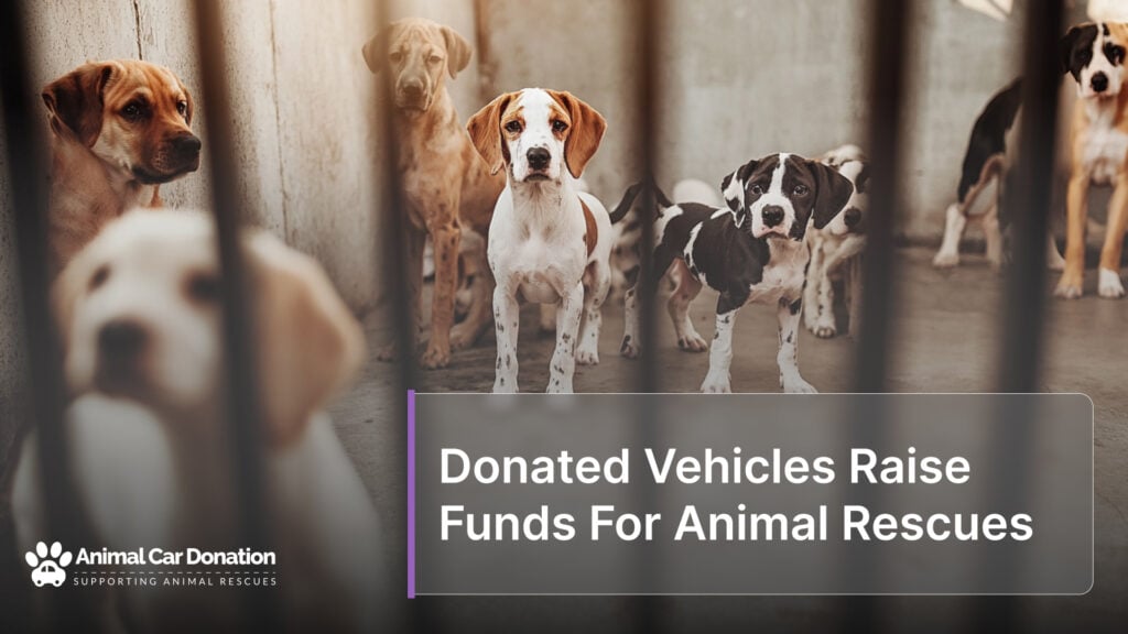 Donated Vehicles Raise Funds For Animal Rescues