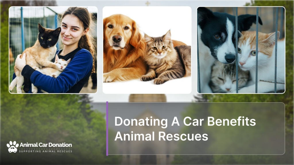 Donating A Car Benefits Animal Rescues