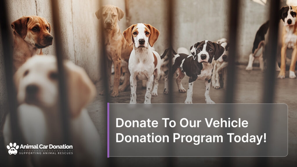 Donate To Our Vehicle Donation Program Today!