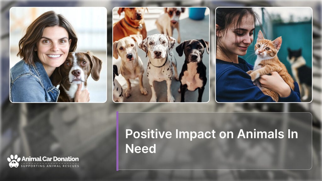 Positive Impact on Animals In Need