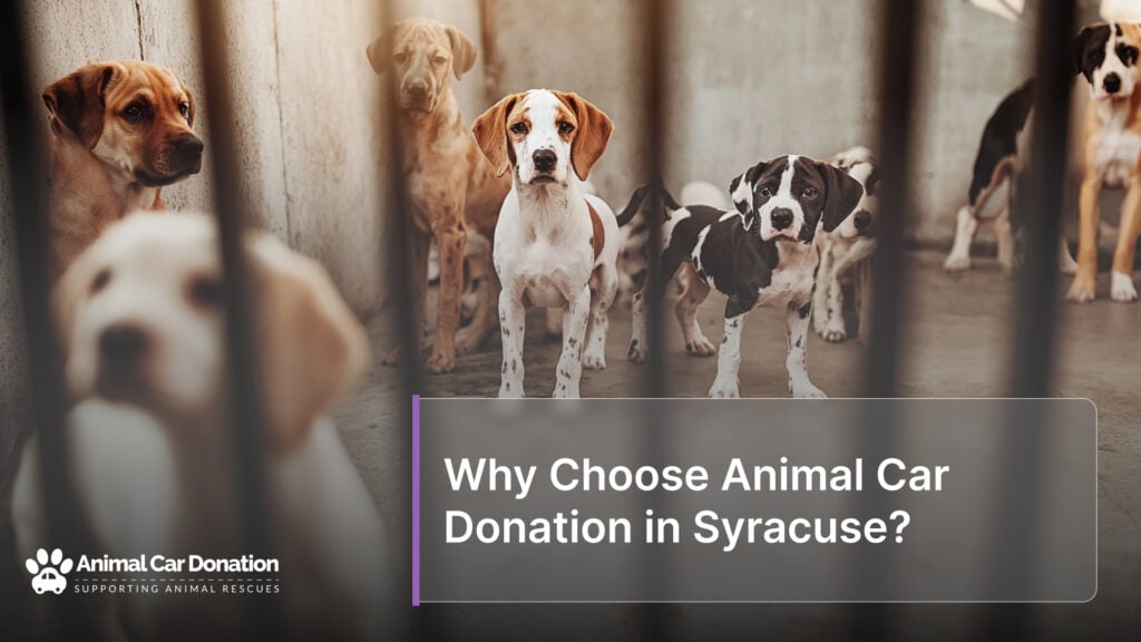 Why Choose Animal Car Donation in Syracuse