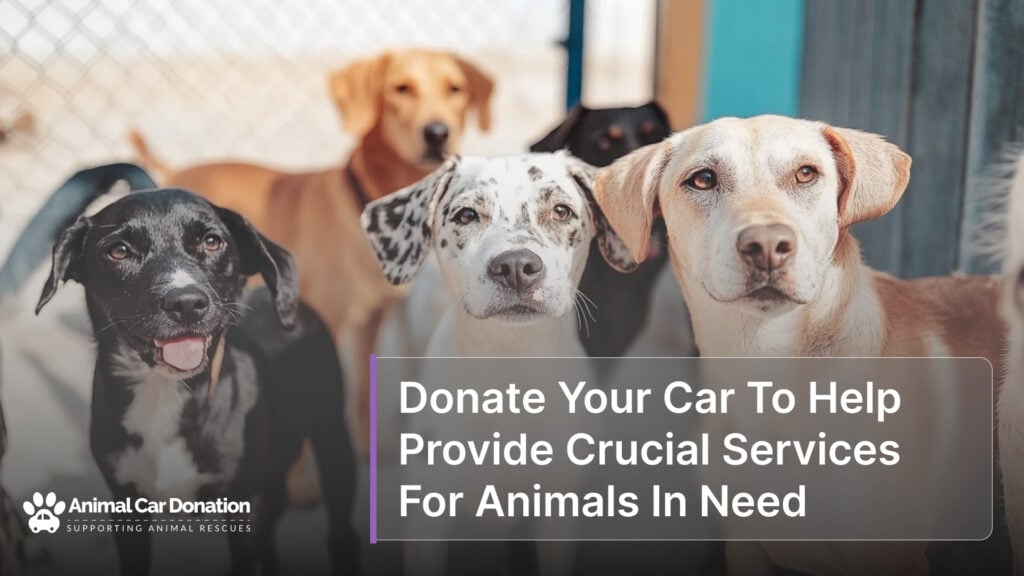 Donate Your Car To Help Provide Crucial Services For Animals In Need