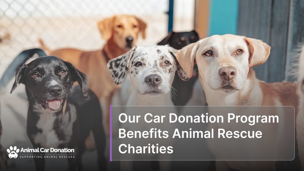 Our Car Donation Program Benefits Animal Rescue Charities