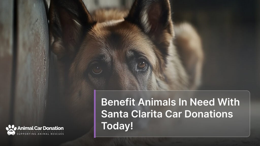 Benefit Animals In Need With Santa Clarita Car Donations Today