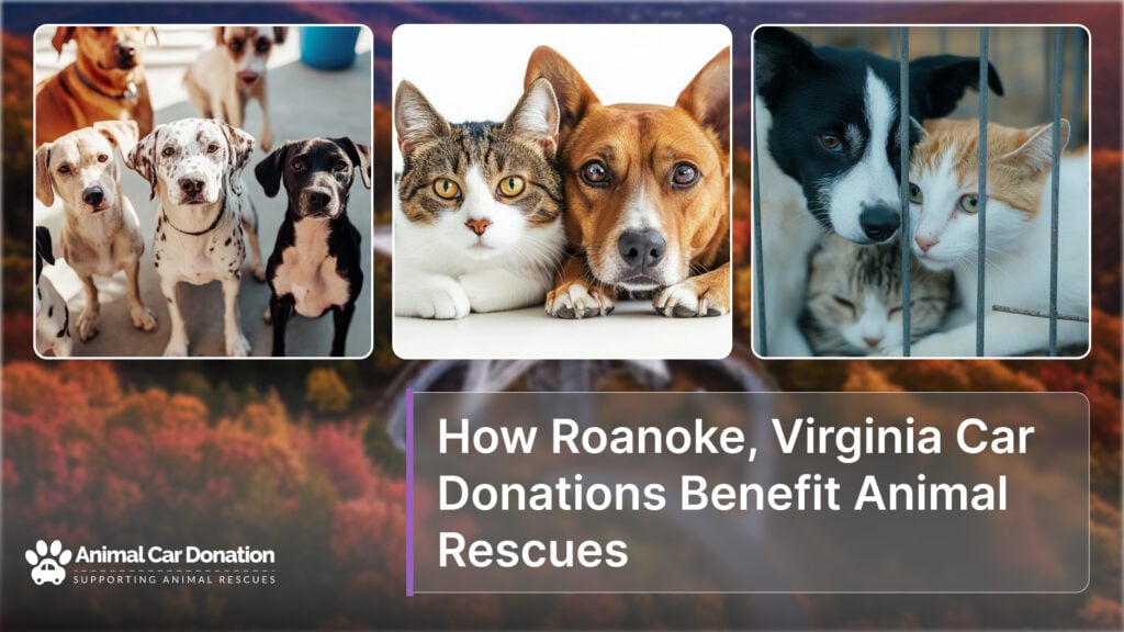 How Roanoke, Virginia Car Donations Benefit Animal Rescues