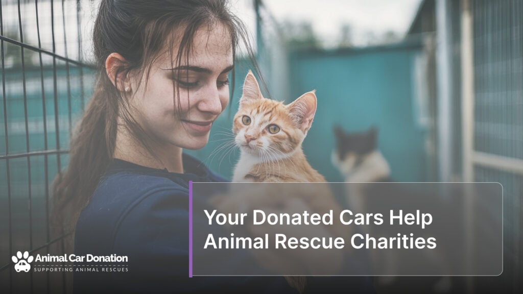 Your Donated Cars Help Animal Rescue Charities