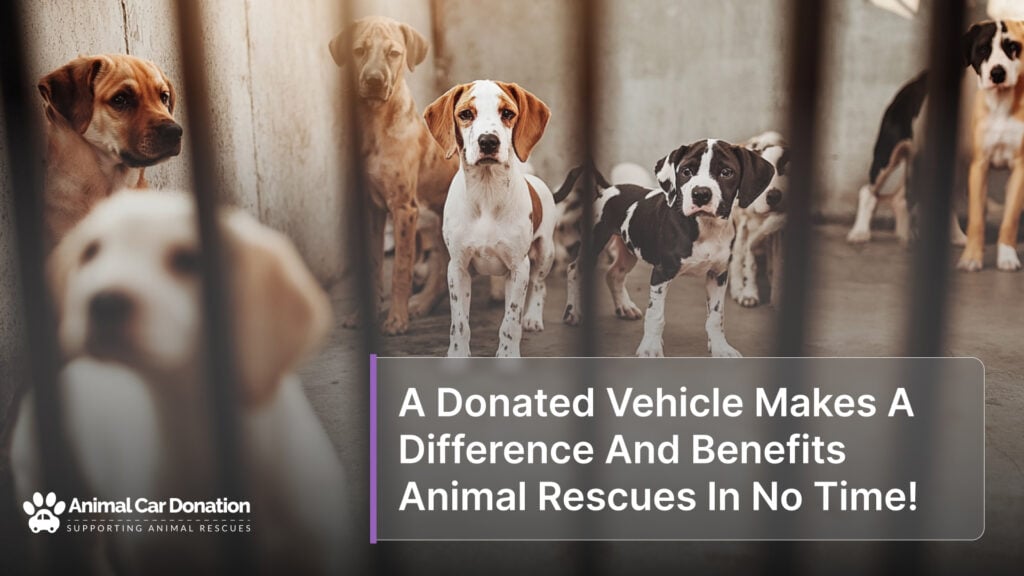 A Donated Vehicle Makes A Difference And Benefits Animal Rescues In No Time