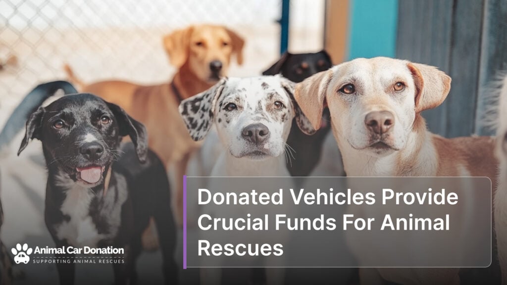 Donated Vehicles Provide Crucial Funds For Animal Rescues