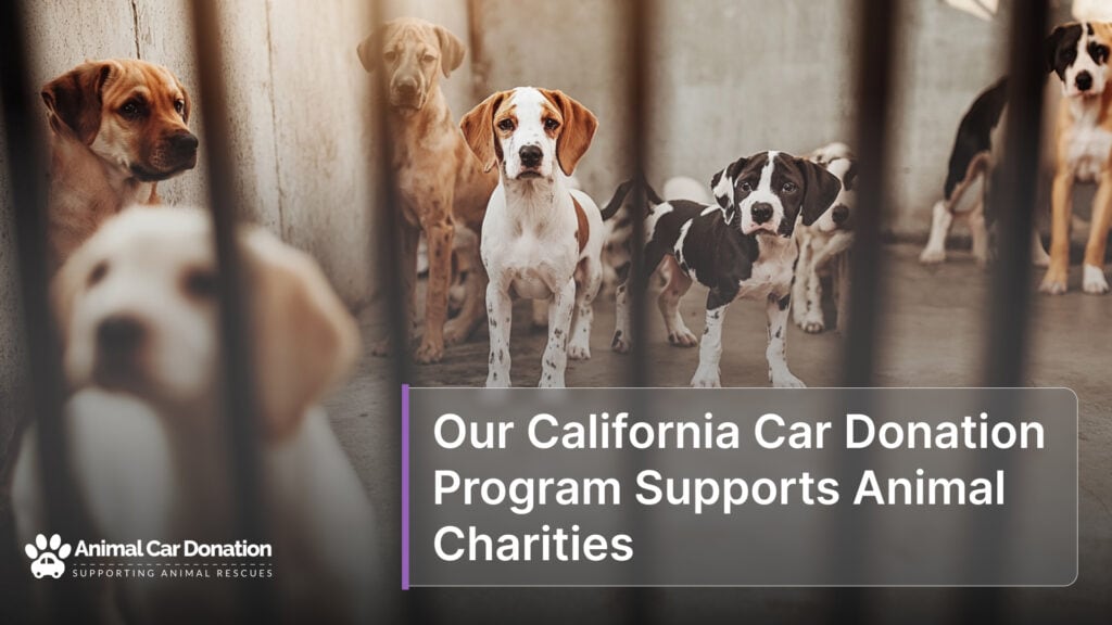 Our California Car Donation Program Supports Animal Charities