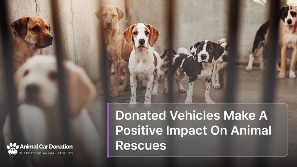 Donated Vehicles Make A Positive Impact On Animal Rescues