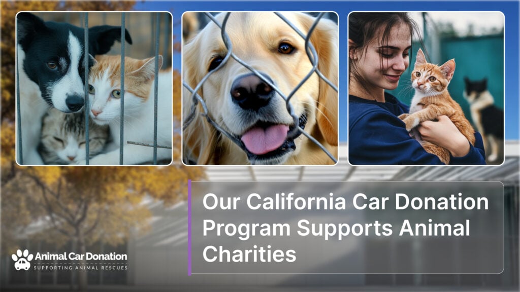 Our California Car Donation Program Supports Animal Charities