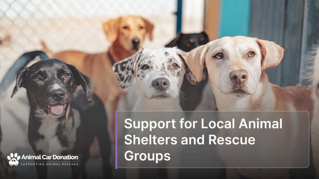 Support for Local Animal Shelters and Rescue Groups