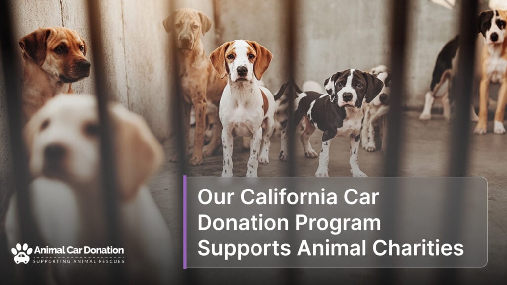 Our California Car Donation Program Supports Animal Charities