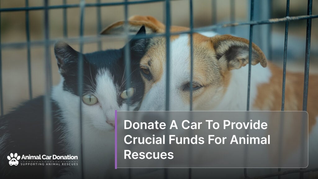 Donate A Car To Provide Crucial Funds For Animal Rescues