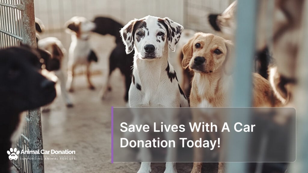 Save Lives With A Car Donation Today!