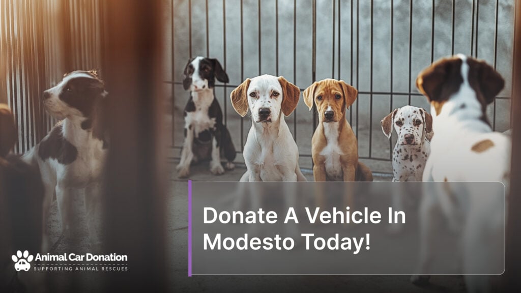 Donate A Vehicle In Modesto Today!