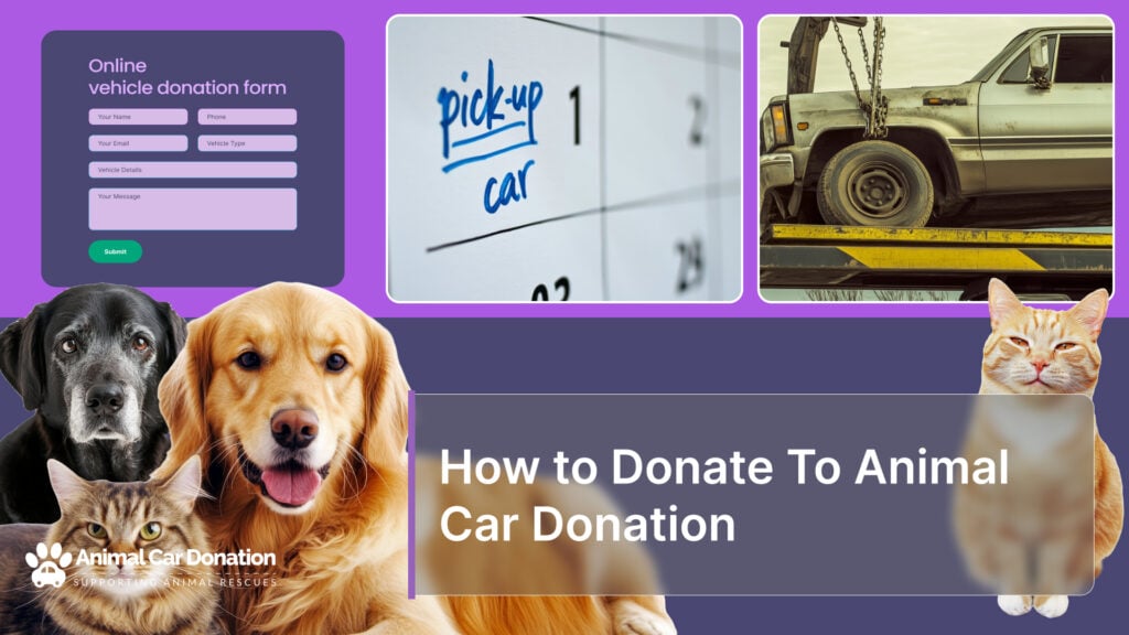 How to Donate To Animal Car Donation