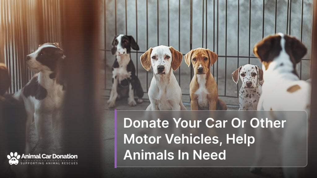 Donate Your Car Or Other Motor Vehicles, Help Animals In Need