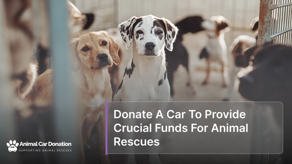 Donate A Car To Provide Crucial Funds For Animal Rescues