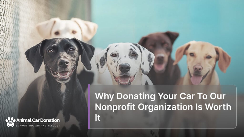 Why Donating Your Car To Our Nonprofit Organization Is Worth It