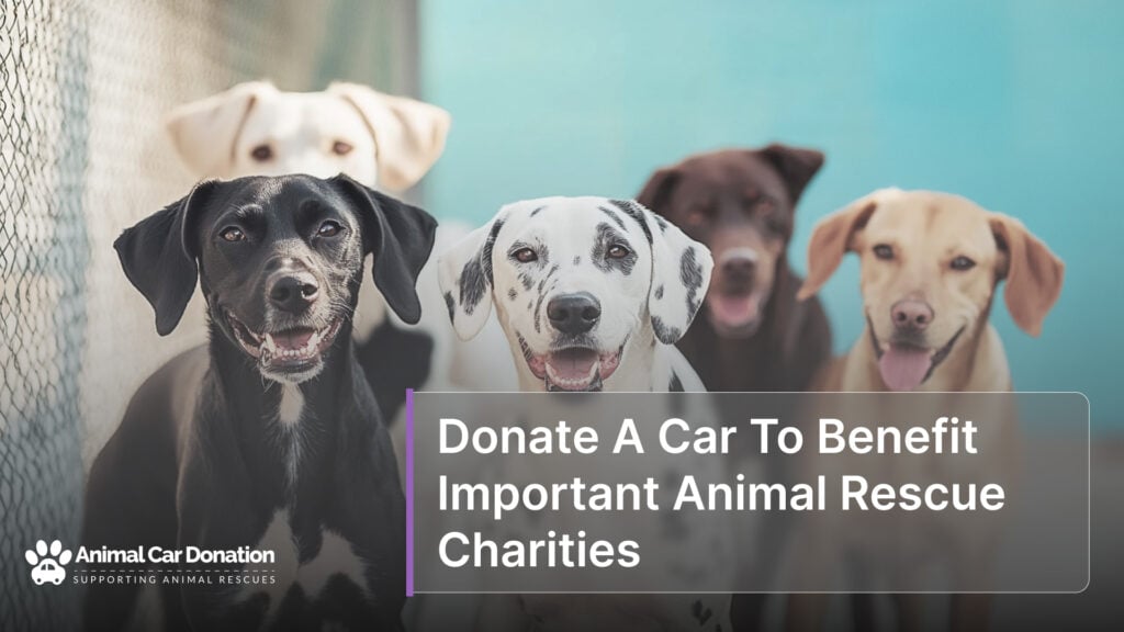 Donate A Car To Benefit Important Animal Rescue Charities