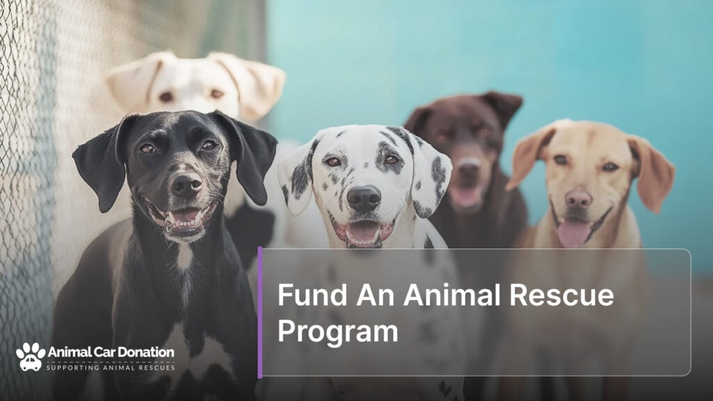 Fund An Animal Rescue Program