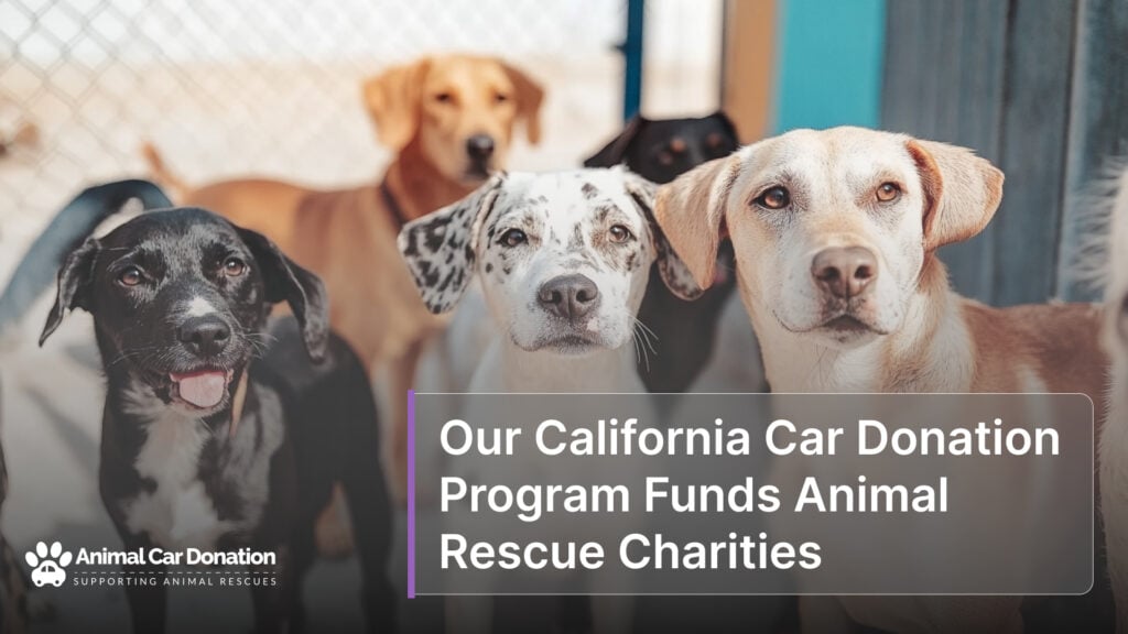 Our California Car Donation Program Funds Animal Rescue Charities