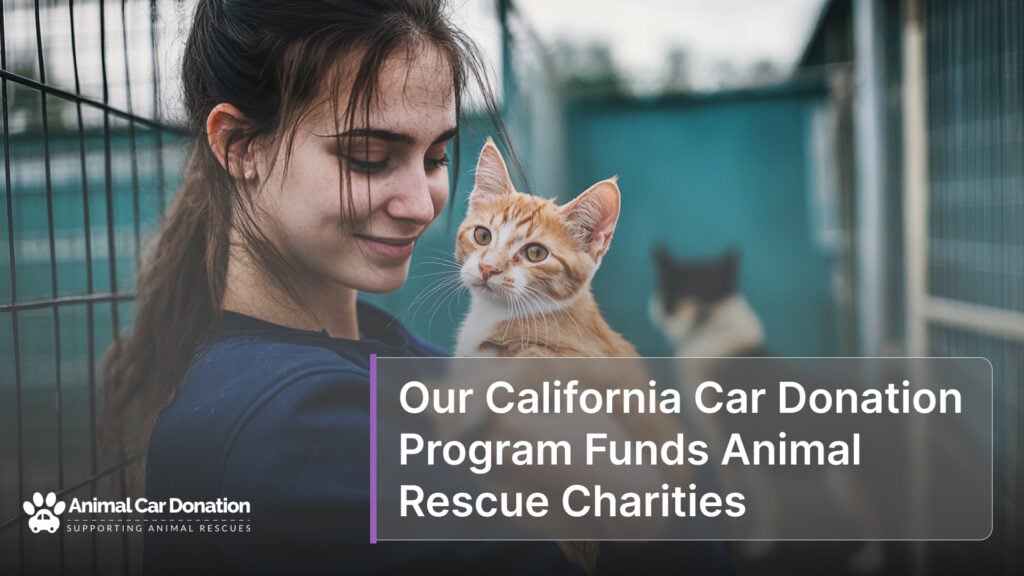 Our California Car Donation Program Funds Animal Rescue Charities