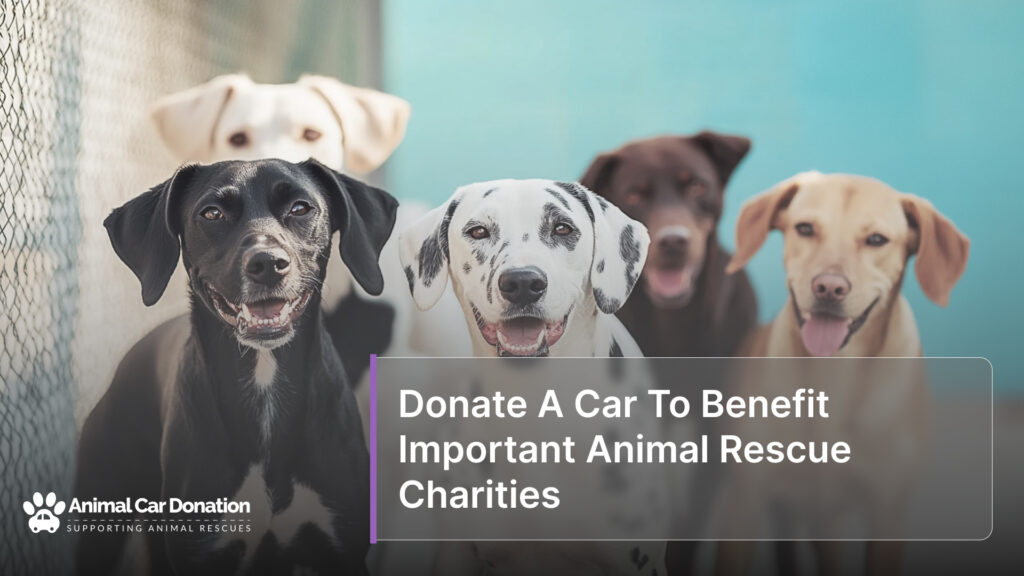 Donate A Car To Benefit Important Animal Rescue Charities