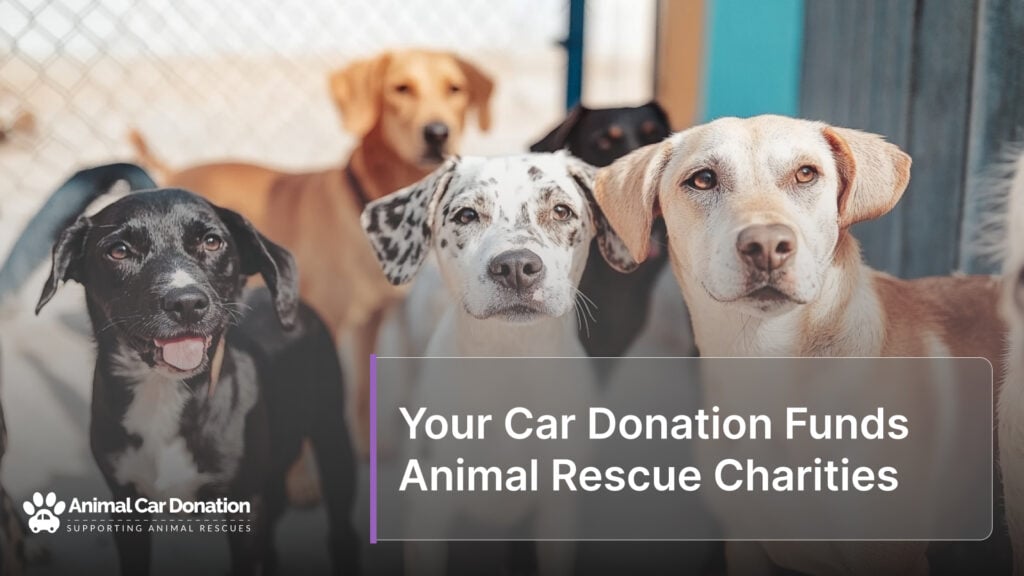 Your Car Donation Funds Animal Rescue Charities