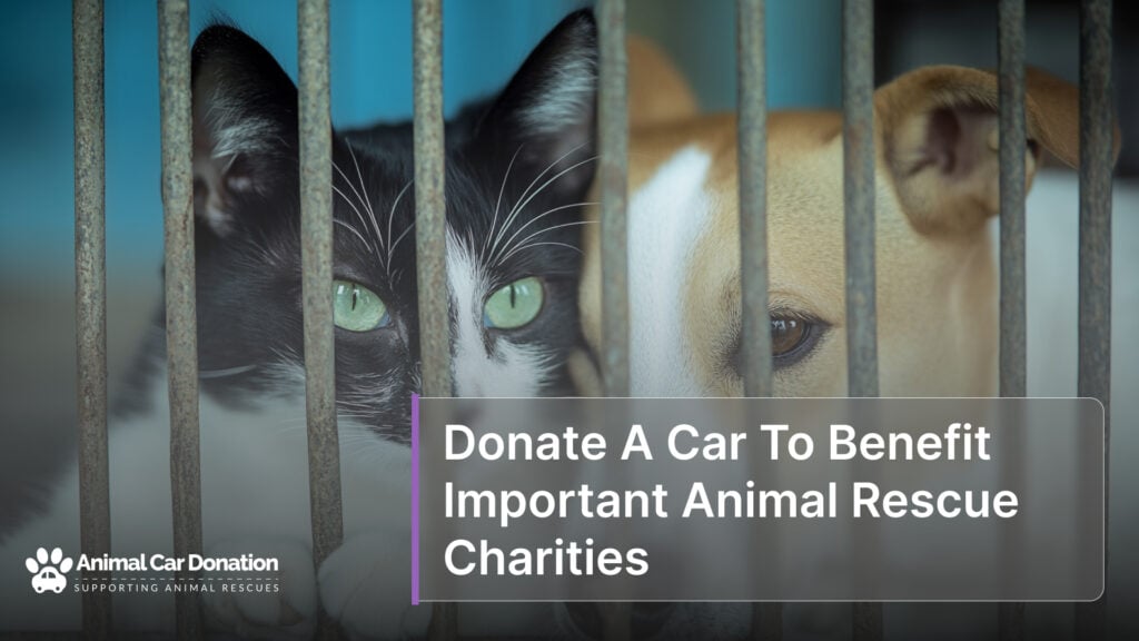 Donate A Car To Benefit Important Animal Rescue Charities