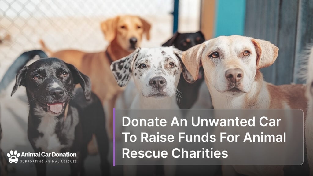 Donate An Unwanted Car To Raise Funds For Animal Rescue Charities