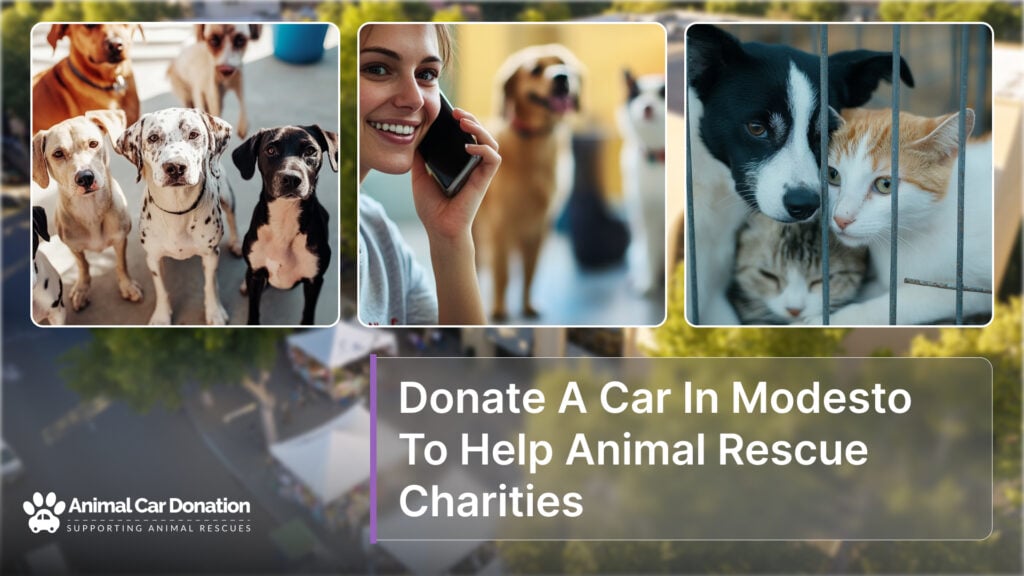 Donate A Car In Modesto To Help Animal Rescue Charities