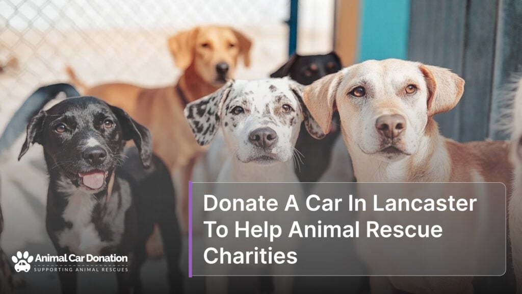 Donate A Car In Lancaster To Help Animal Rescue Charities