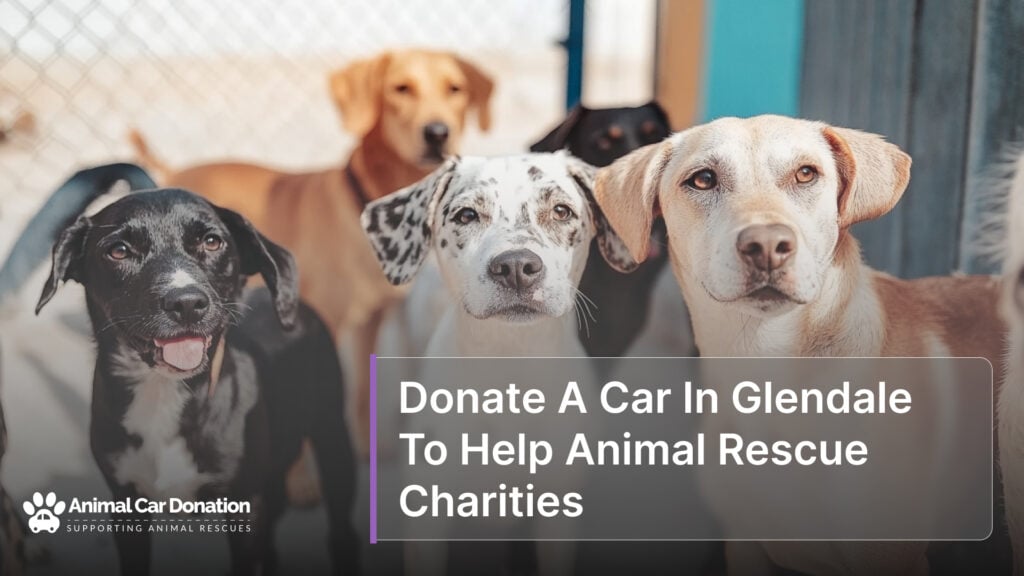 Donate A Car In Glendale To Help Animal Rescue Charities