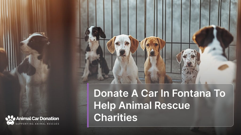 Donate A Car In Fontana To Help Animal Rescue Charities