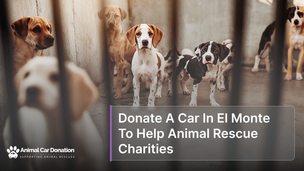 Donate A Car In El Monte To Help Animal Rescue Charities