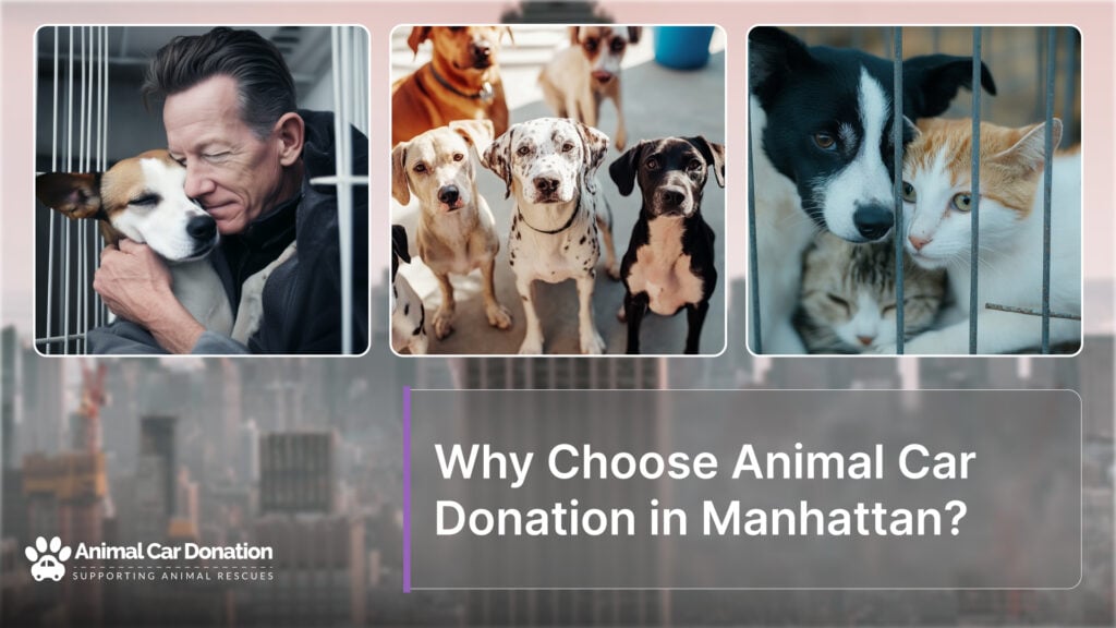 Why Choose Animal Car Donation in Manhattan?