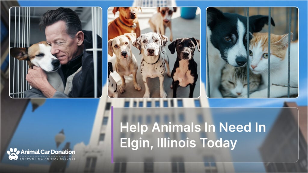 Help Animals In Need In Elgin, Illinois Today