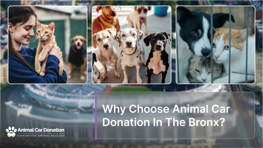 Why Choose Animal Car Donation In The Bronx?