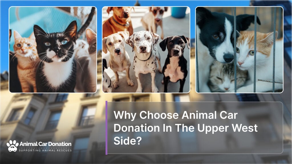 Why Choose Animal Car Donation In The Upper West Side?