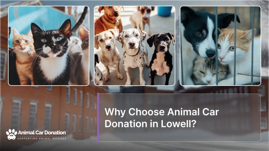 Why Choose Animal Car Donation in Lowell?