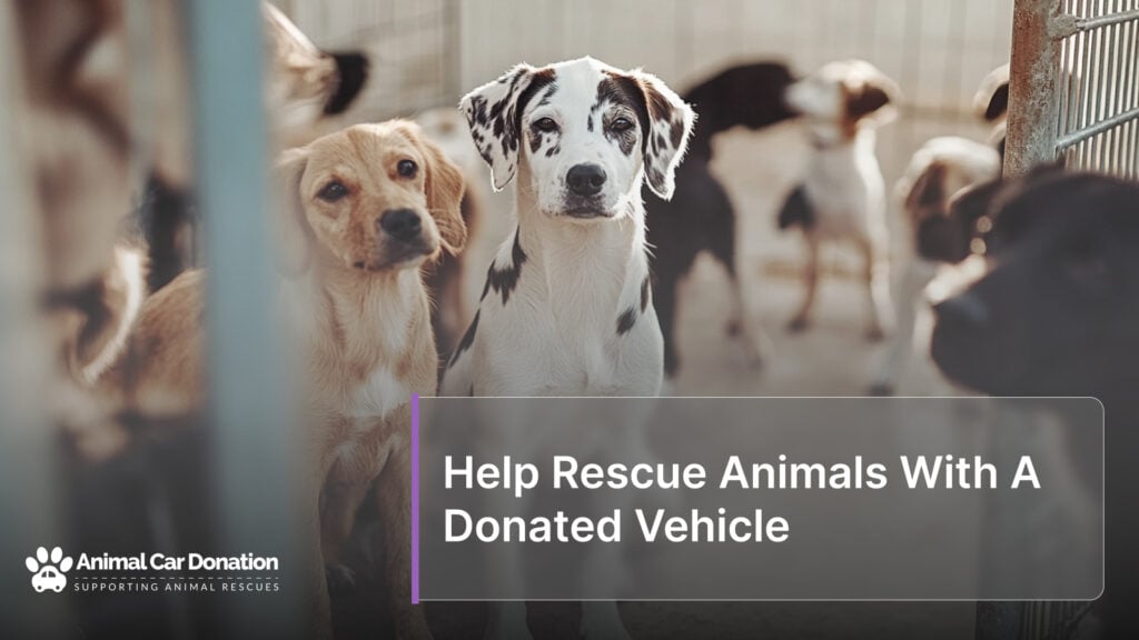 Help Rescue Animals With A Donated Vehicle