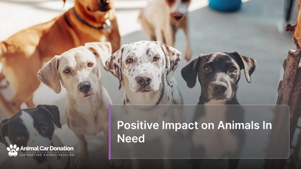 Positive Impact on Animals In Need